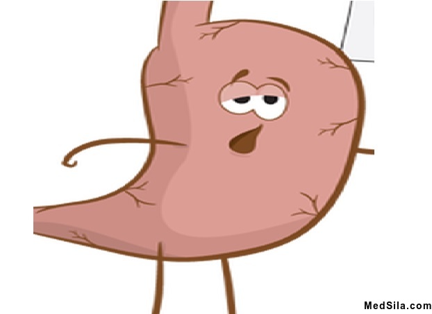 Схематическое изображение желудка